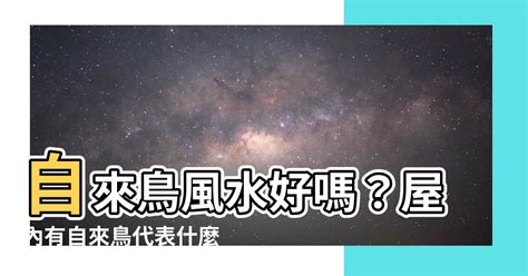 自來鳥風水|【自來鳥】屋企有自來鳥？風水玄機大揭秘！